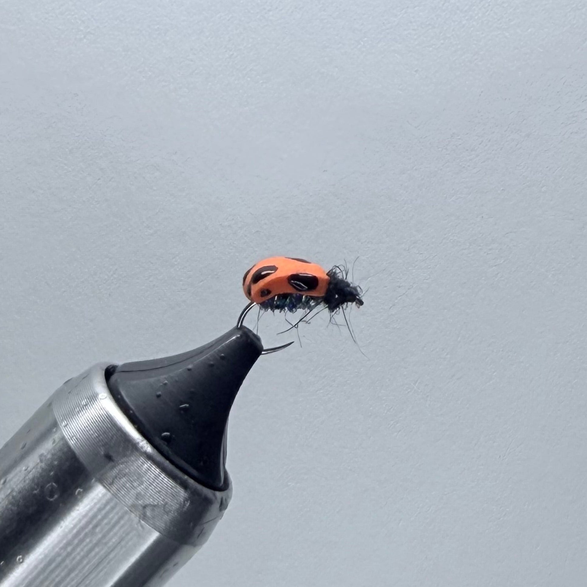 Ty's Ladybug