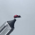 Ty's Ladybug