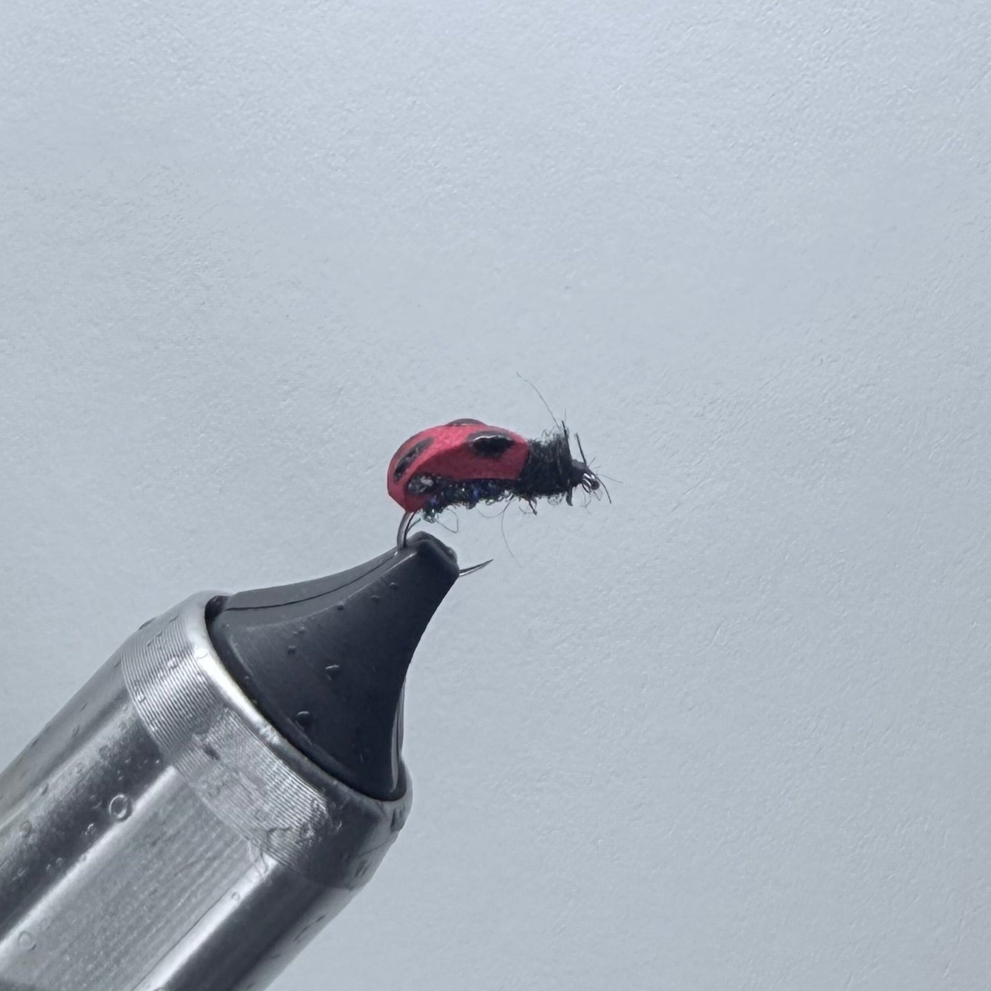 Ty's Ladybug
