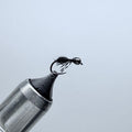 Sunk Ant