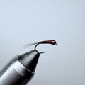 Brown Perdigon with Hotspot