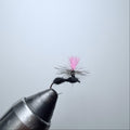 Parachute Black Ant